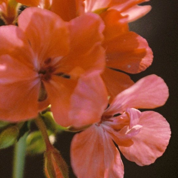 Lace and Pearl Strand Crotchless V String Panty Open Back Victorias Secret - Picture 10 of 10